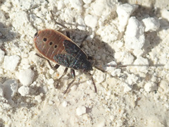 Pyrrhocoris marginatus