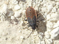 Pyrrhocoris marginatus