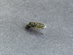 Stratiomyini
