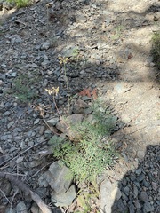 Lomatium brandegeei