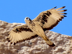 Aquila spilogaster