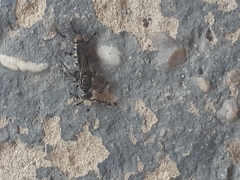 Polybia occidentalis