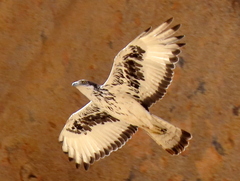 Aquila spilogaster