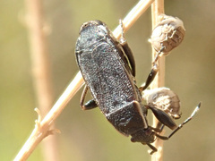 Pyrrhocoris marginatus