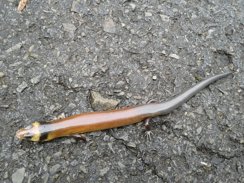 Bampfylde's Supple Skink