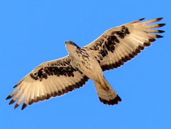 Aquila spilogaster