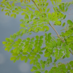Moringa oleifera