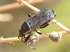 Pyrrhocoris marginatus
