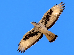 Aquila spilogaster