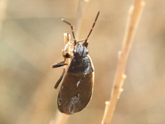 Pyrrhocoris marginatus