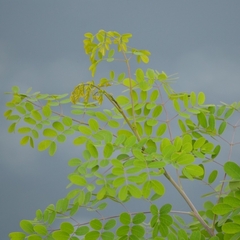 Moringa oleifera