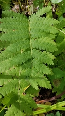Osmunda claytoniana