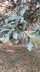 Quercus bicolor