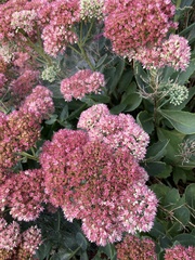 Hylotelephium maximum × spectabile