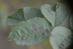 Diplocarpon rosae