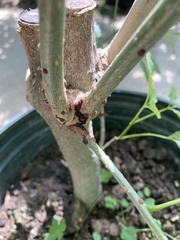 Parthenolecanium corni