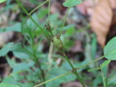 Neolasioptera boehmeriae