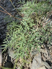Lomatium brandegeei