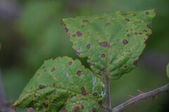 Sphaerulina westendorpii