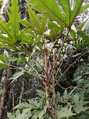 Oreopanax argentatus