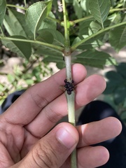 Parthenolecanium corni