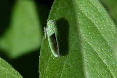 Graphocephala