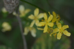 Agrimonia eupatoria