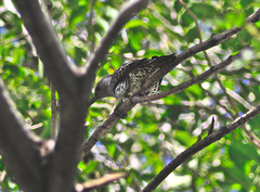 Colaptes auratus cafer