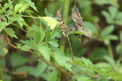Aphylla angustifolia