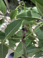 Parthenolecanium corni