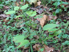 Neolasioptera boehmeriae