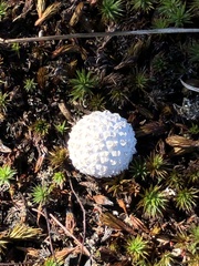 Lycoperdon curtisii