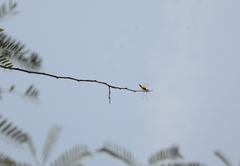 Aethriamanta brevipennis