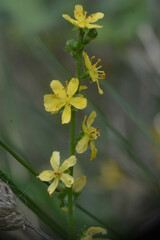 Agrimonia eupatoria