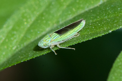Graphocephala