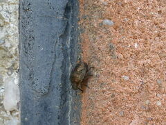 Peribalus strictus vernalis