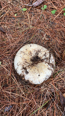 Russulaceae