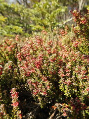 Empetrum rubrum
