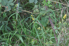 Agrimonia eupatoria
