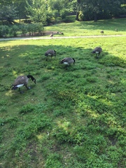 Branta canadensis
