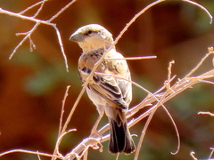 Passer motitensis motitensis