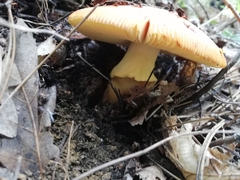 Amanita caesarea