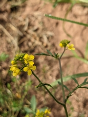 Rorippa sylvestris