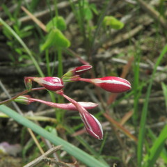 Hesperantha falcata