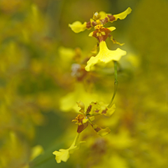 Oncidium