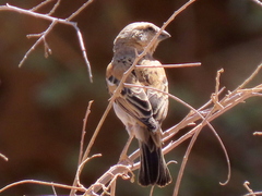 Passer motitensis motitensis