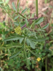 Rorippa sylvestris