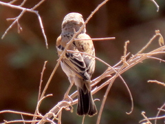 Passer motitensis motitensis