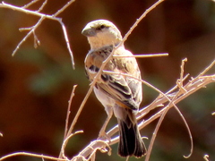 Passer motitensis motitensis