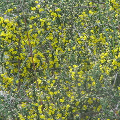 Aspalathus divaricata